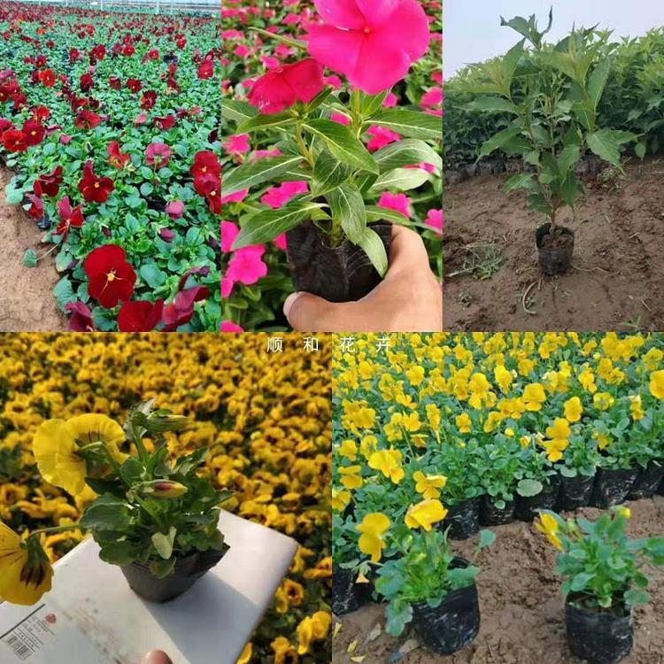 山东网红草批发价格  观赏草种植基地  供应租摆草花