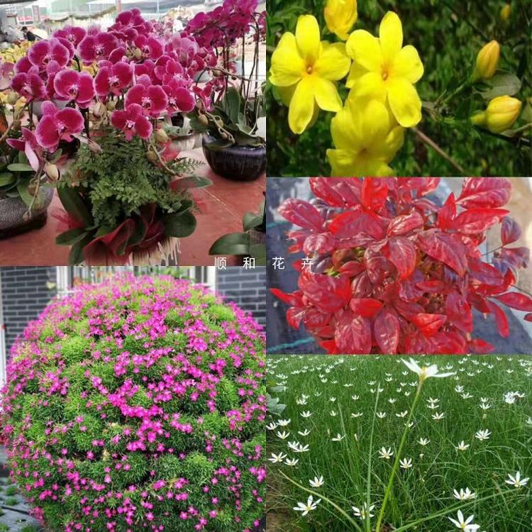租摆草花批发  草花种子  草花花海  花海设计顺和花卉