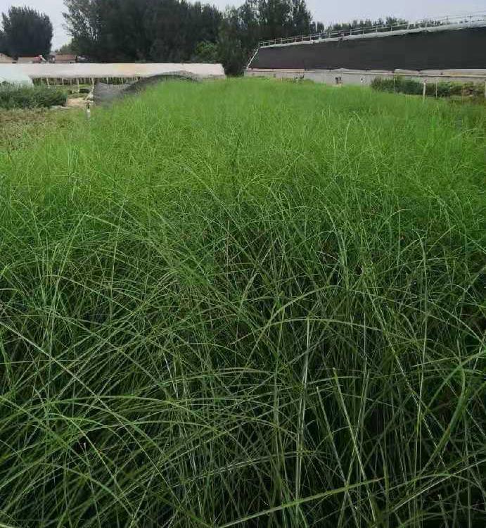 细叶芒种植基地 细叶芒价格 山东基地直发 细叶芒报价