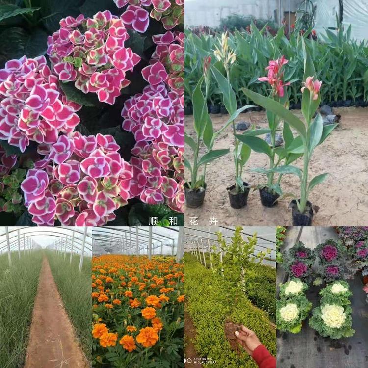 山东网红草批发价格  大量批发观赏草  花海用观赏草基地