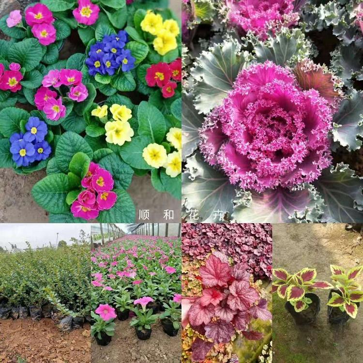 网红草批发商  观赏草价格  租摆草花供应商  宿根草花基地