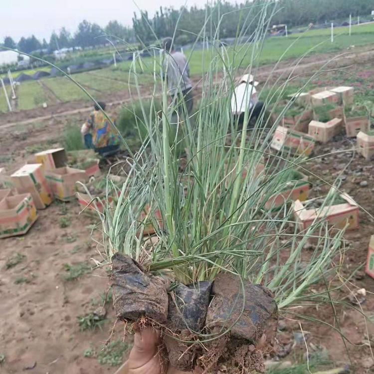 小兔子狼尾草基地   小兔子狼尾草价格  子锐花卉 小兔子狼尾草报价