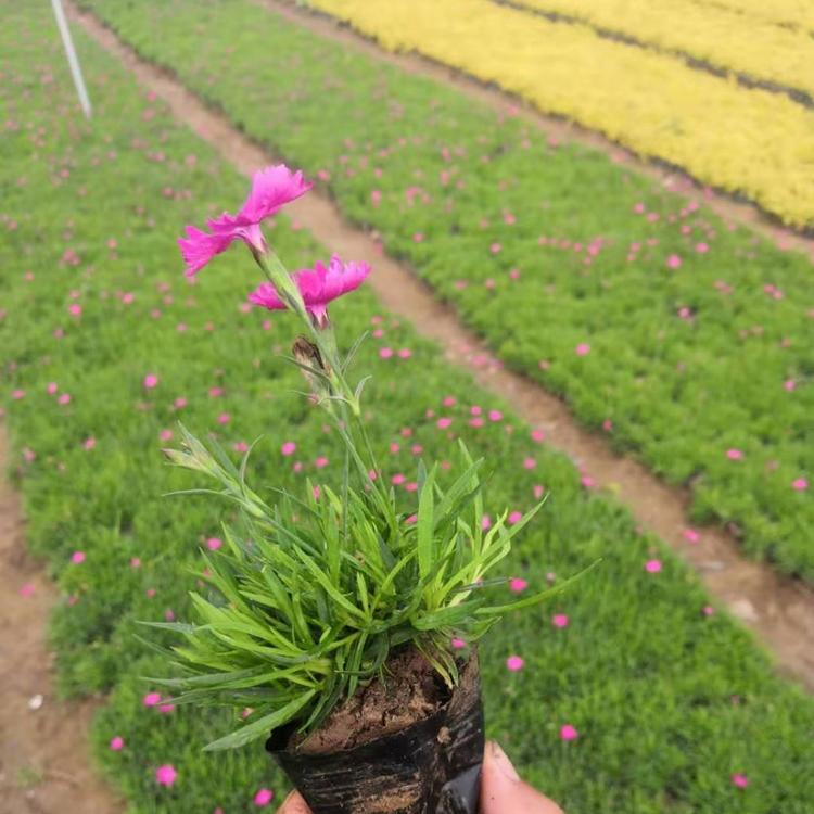 杯苗欧石竹   欧石竹价格  营养钵欧石竹报价 子锐花卉