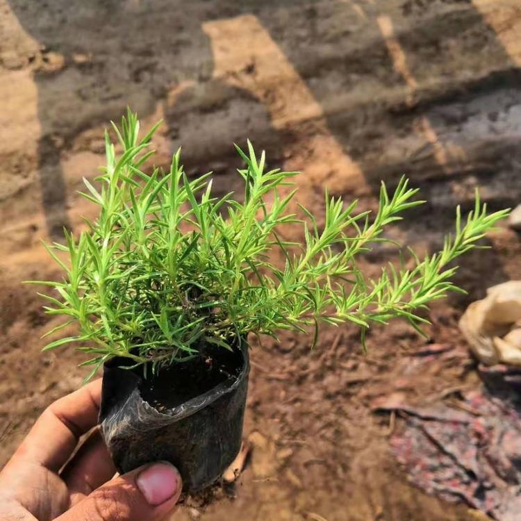 丛生福禄考种植基地 丛生福禄考价格 针叶天蓝绣球价格