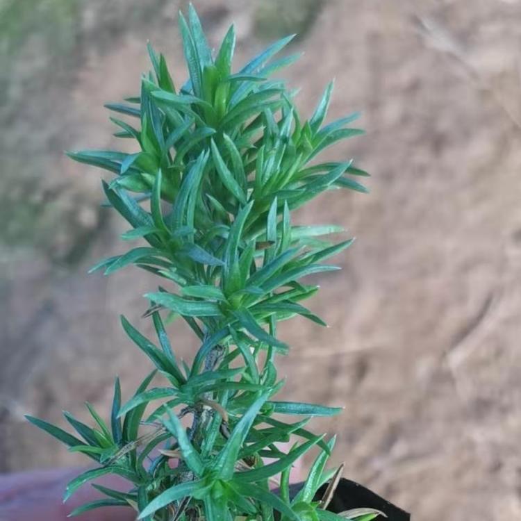 营养杯福禄考 丛生福禄考 福禄考基地 福禄考的价格