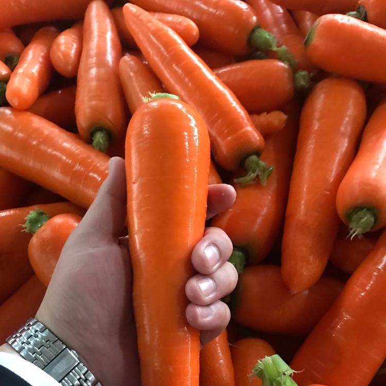 带泥胡萝卜 蔬菜超市胡萝卜 带泥胡萝卜供应公司 山东带泥胡萝卜