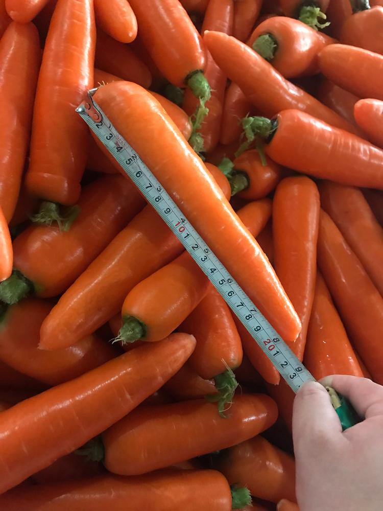 带泥胡萝卜 大型超市商超胡萝卜 带泥胡萝卜大量批发 寿光带泥胡萝卜