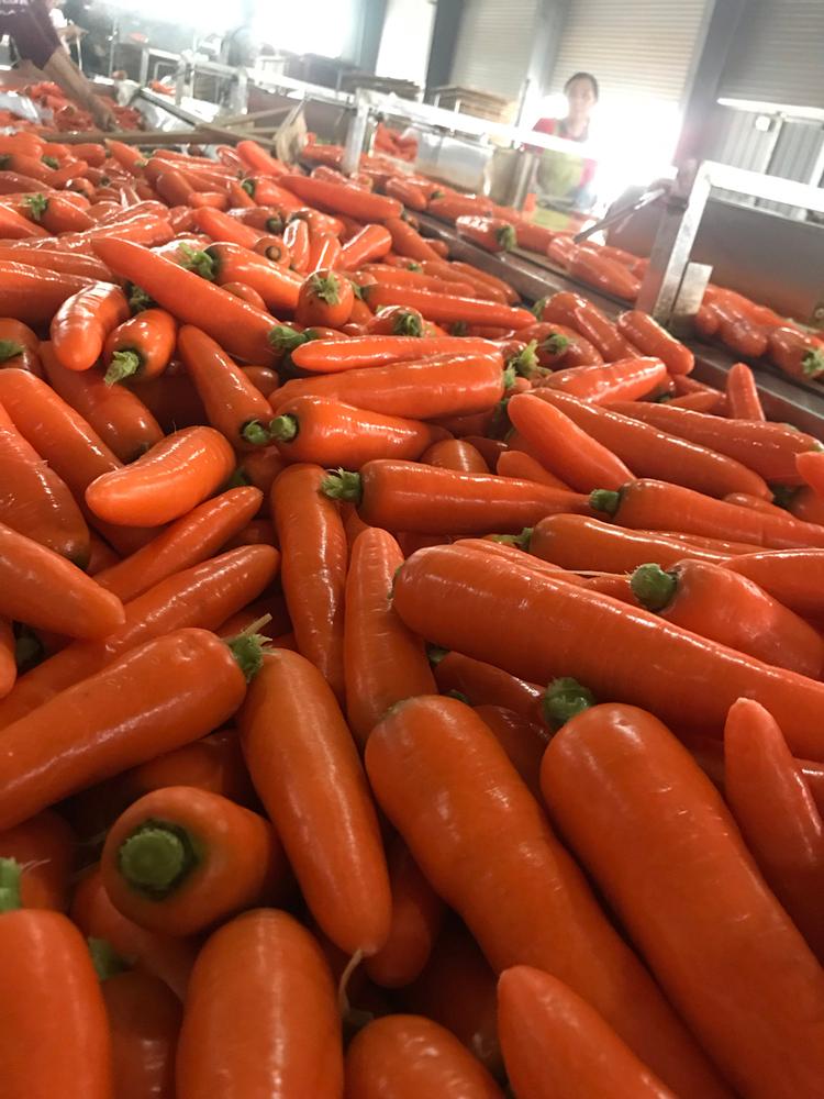 带泥胡萝卜 大型超市商超胡萝卜 带泥胡萝卜大量批发 寿光带泥胡萝卜