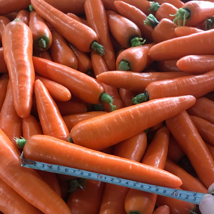 带土胡萝卜 蔬菜超市胡萝卜 带土胡萝卜价格 厂家直销带土胡萝卜