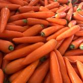 带泥胡萝卜 大型超市商超胡萝卜 带泥胡萝卜供应商 寿光带泥胡萝卜