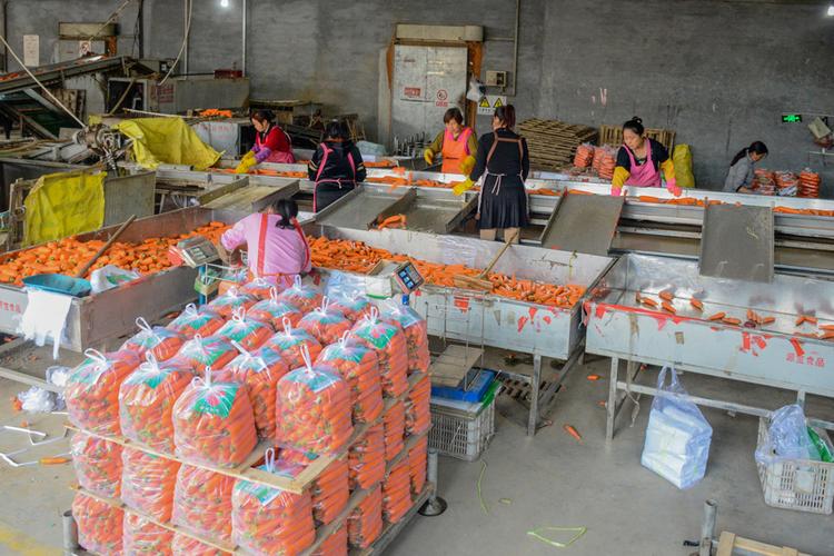 带土胡萝卜 学校食堂餐厅胡萝卜 带土胡萝卜价格 青州带土胡萝卜