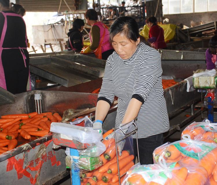 带泥胡萝卜 蔬菜超市胡萝卜 带泥胡萝卜批发 寿光带泥胡萝卜