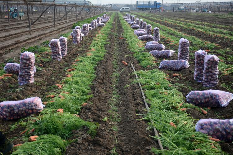 带土胡萝卜 学校食堂餐厅胡萝卜 带土胡萝卜供应公司 寿光带土胡萝卜
