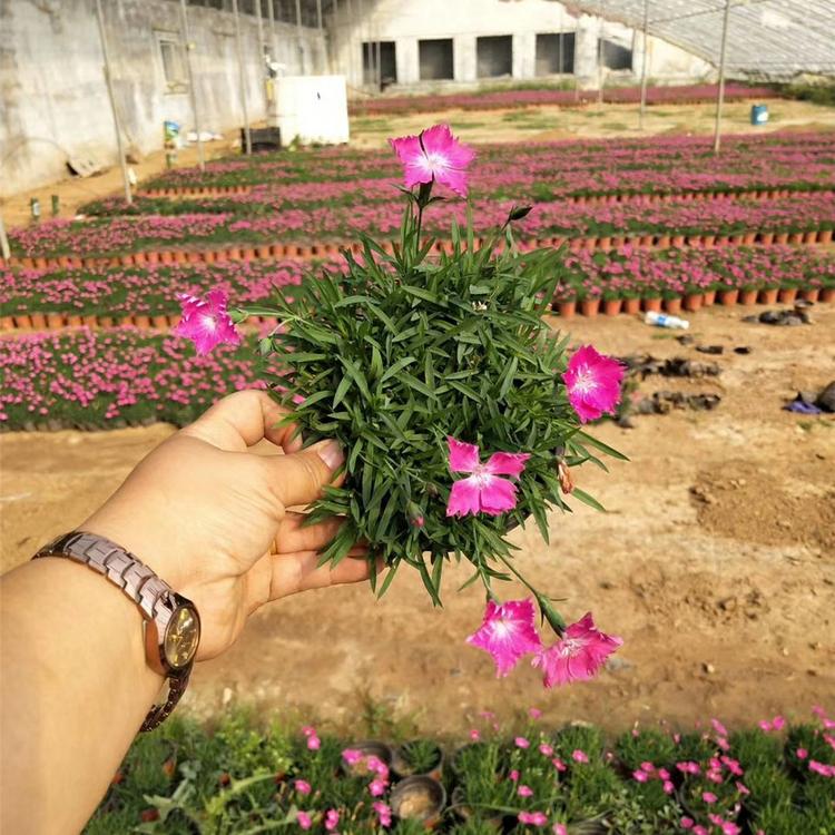 山东欧石竹供应 种植基地  欧石竹批发基地 鑫杰