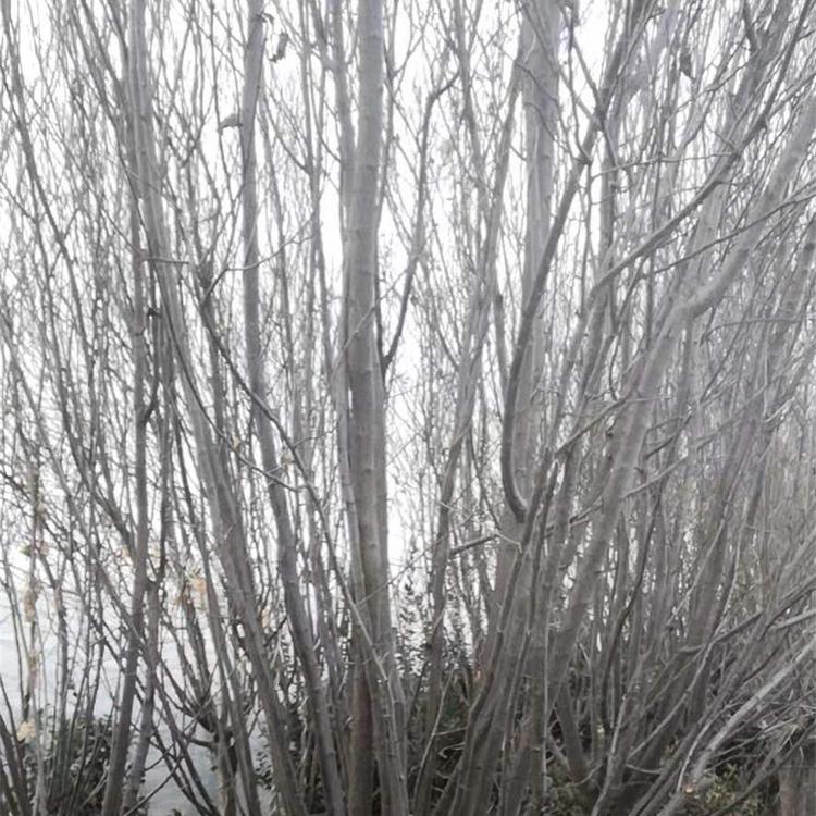 青州  紫叶李批发 紫叶李 价格  全国发货