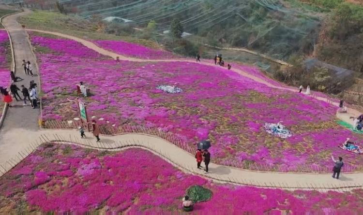 丛生福禄考批发 丛生福禄考价格 地被苗木批发