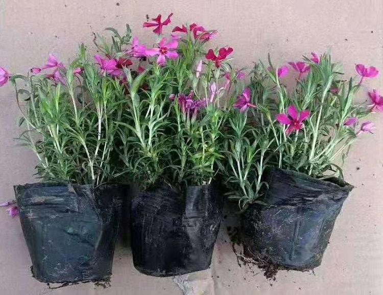 丛生福禄考价格 福禄考小苗批发基地 时令草花批发