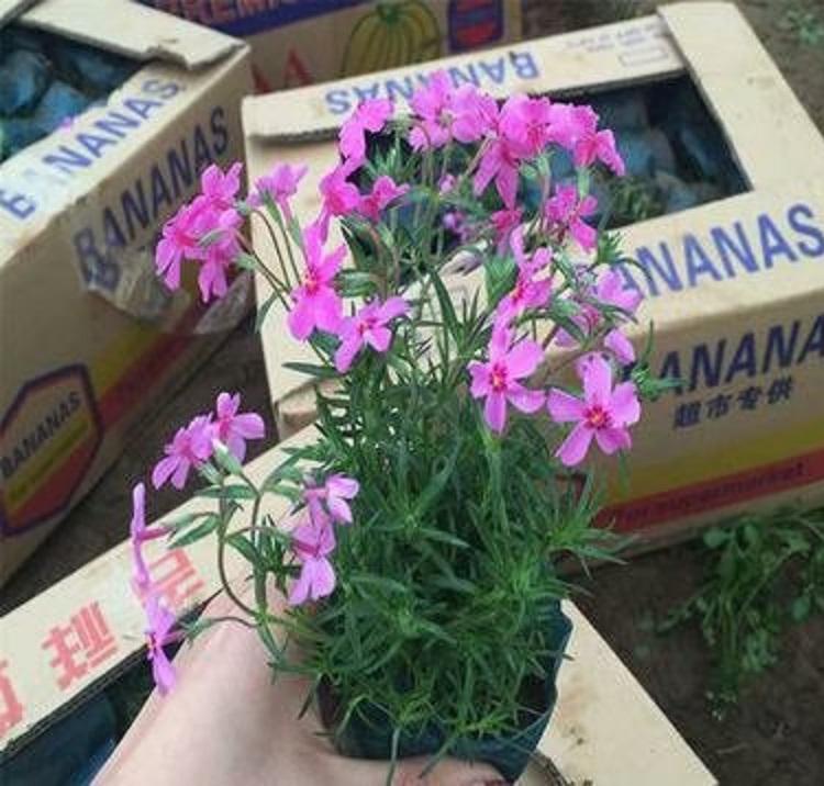 丛生福禄考批发价格 丛生福禄考供应 福禄考-福禄考