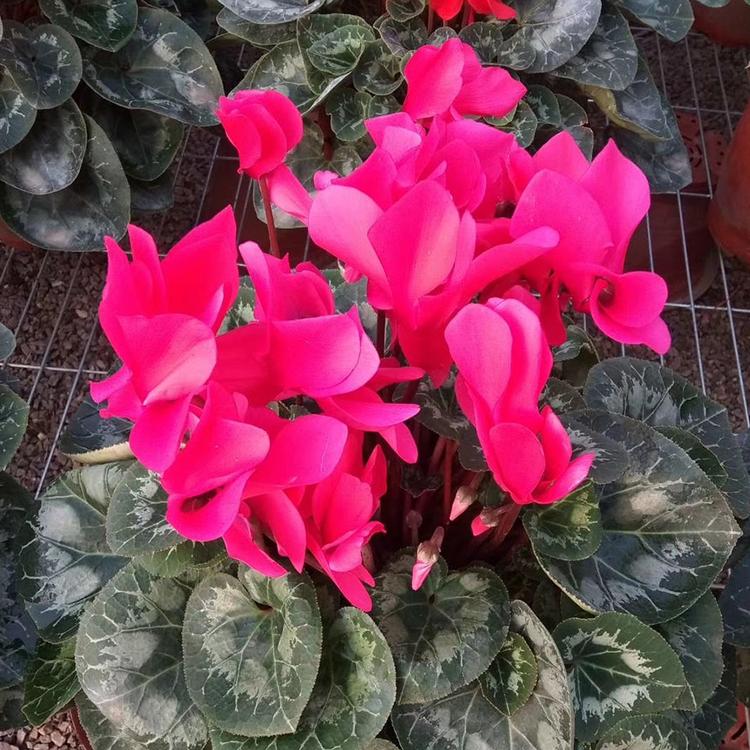 仙客来基地批发  花卉盆栽 直销 森木花卉