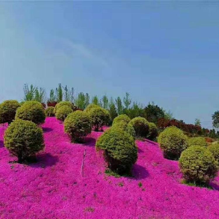 芝樱价格 芝樱苗圃批发 芝樱