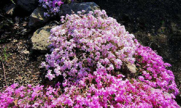 芝樱价格 芝樱苗圃批发 球场花坛用芝樱