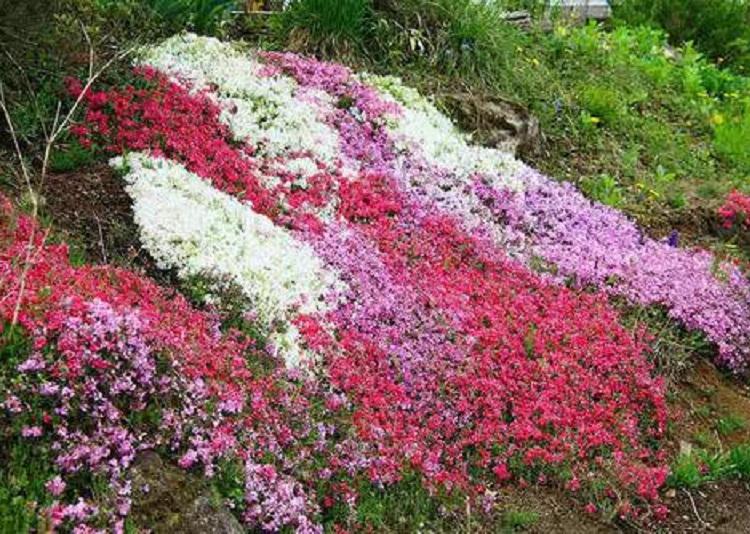 大量供应红色芝樱价 芝樱批发 养殖多色芝樱j价格