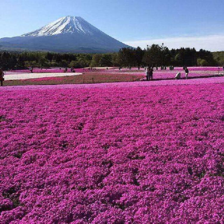 山东芝樱基地 芝樱花海 芝樱苗价格