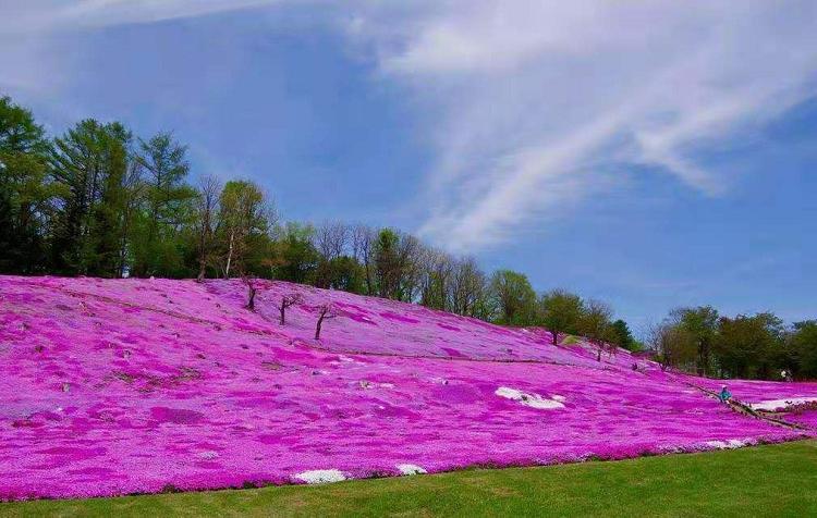 山东芝樱基地 芝樱花海 芝樱苗价格 四川芝樱批发