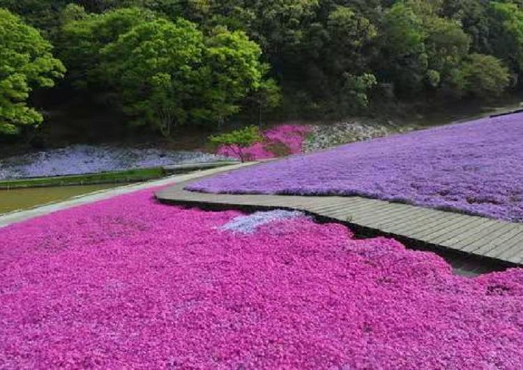 河南芝樱苗批发 芝樱-芝樱 营养钵芝樱价格