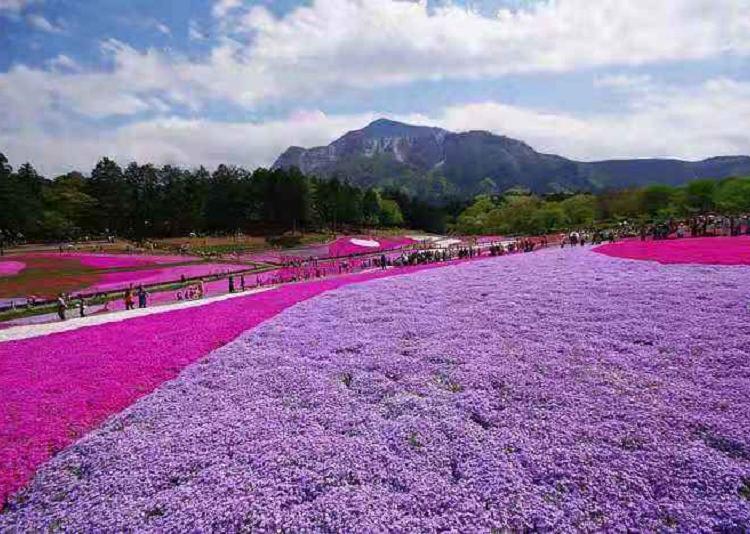 芝樱花海苗价格 芝樱 营养钵芝樱批发 时令草花供应