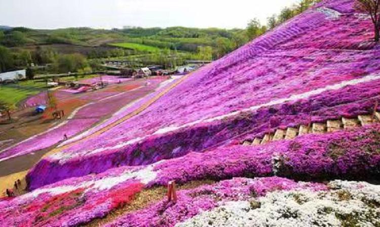 芝樱花海苗价格 芝樱 芝樱批发 地被草花供应