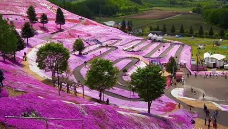 芝樱花 芝樱价格 绿化观赏草批发