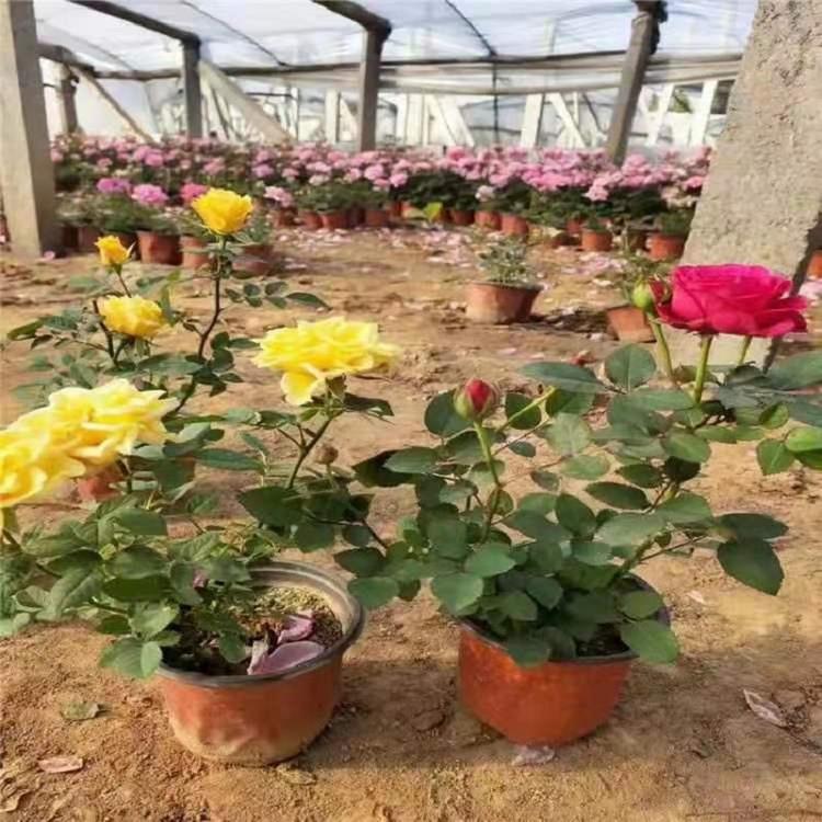 大花月季苗价格 大花月季批发商 专供月季 基地直销