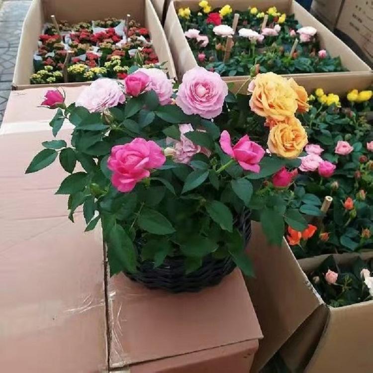 大花月季批发 欣美大花月季苗圃出售 花坛用大花月季