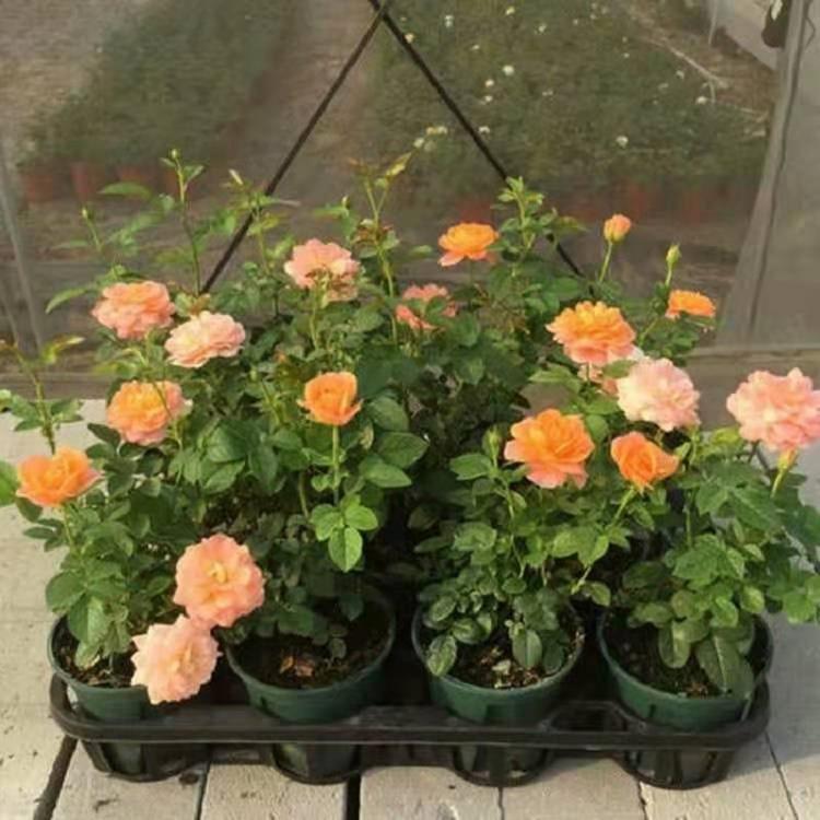 大花月季批发 大花月季供应商 花带用品种月季
