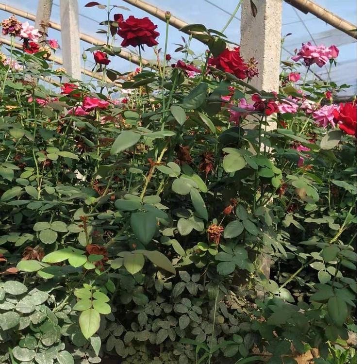 产地直销大花品种月季 庭院种植观花 大花月季批发