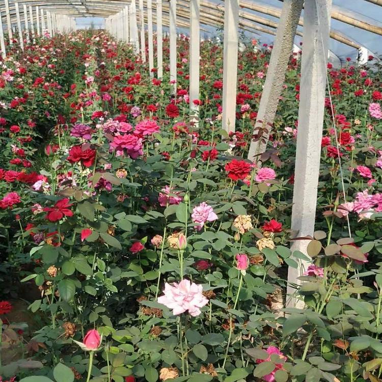 大花月季批发 青州百亩品种月季基地