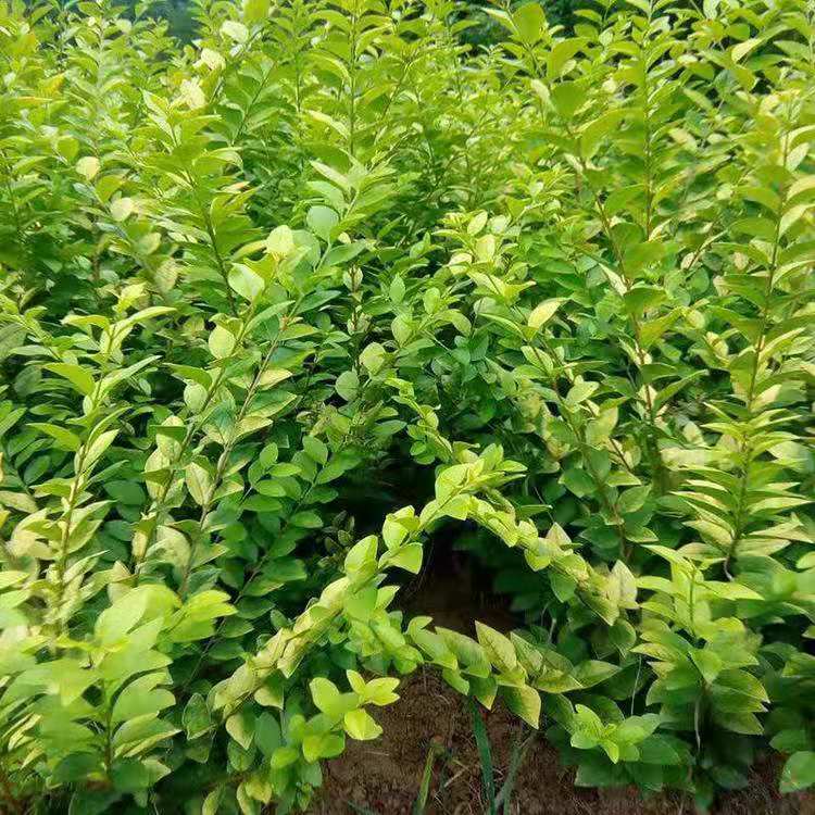 绿化用金叶女贞批发  金叶女贞价格  金叶女贞种植基地