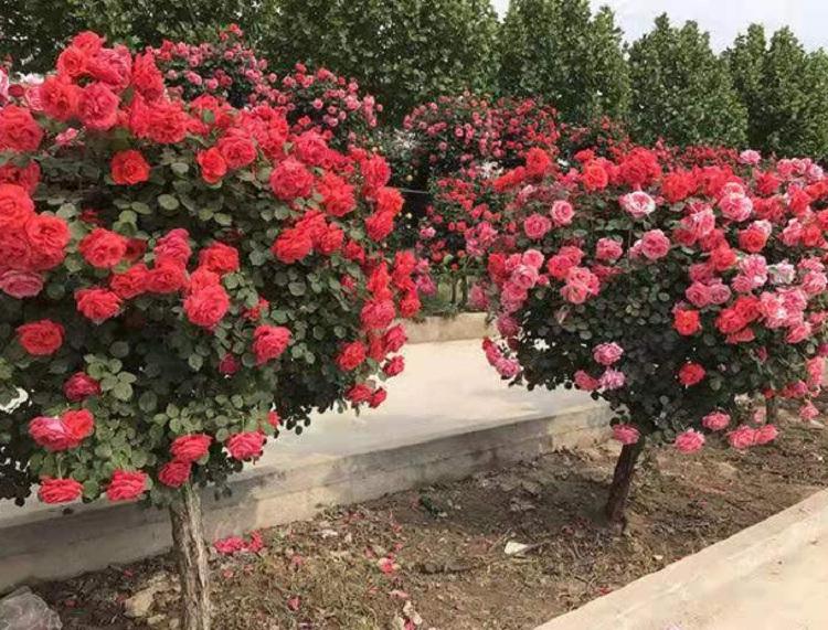 大花月季价格 大花月季批发供应 园林美化月季
