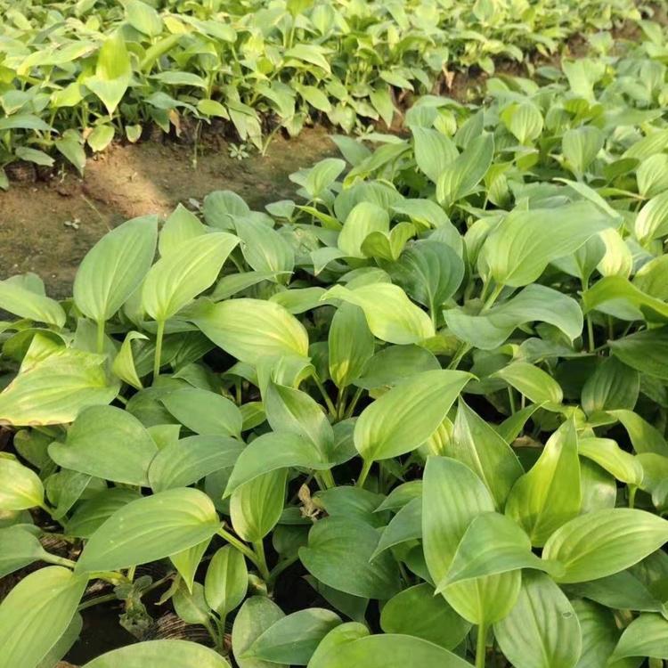 白玉簪小苗