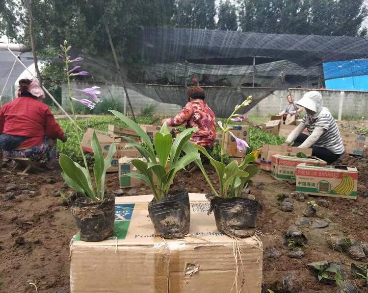 花叶玉簪小苗白玉簪小苗基地白玉簪小苗