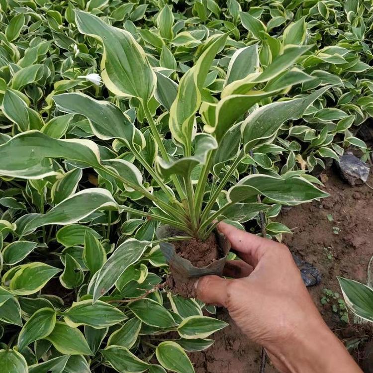 金边玉簪基地白玉簪小苗批发紫花玉簪小苗