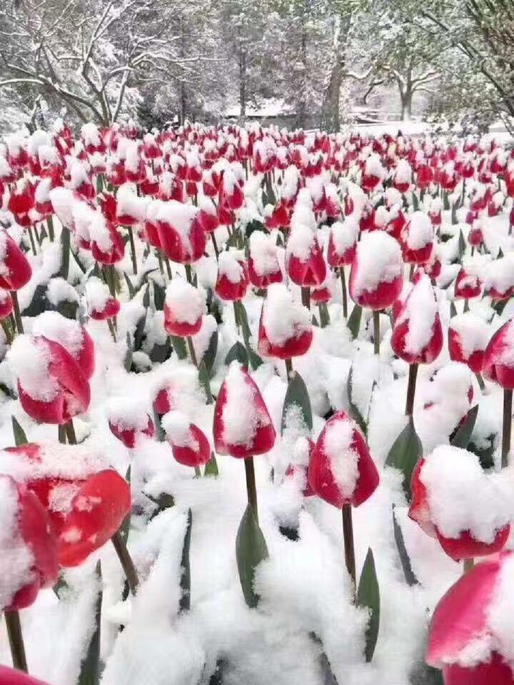 郁金香花苗 郁金香小苗 郁金香盆苗