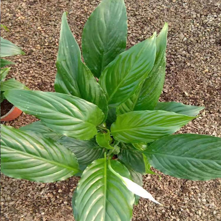 一帆风顺基地直供 山东一帆风顺_白掌种植