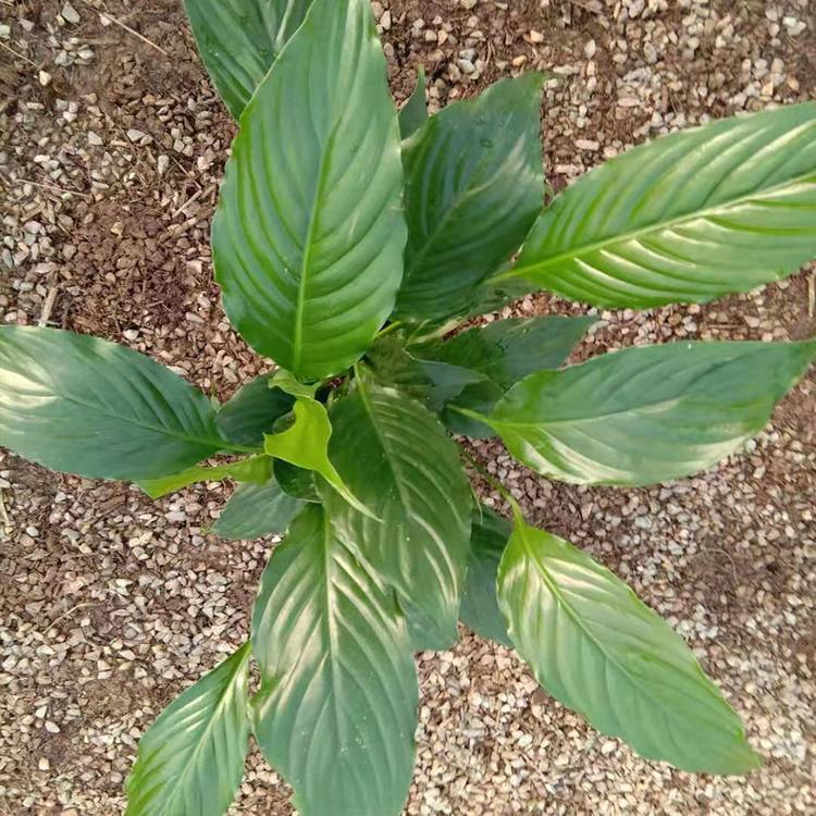 一帆风顺供应 山东一帆风顺_白掌盆栽培育