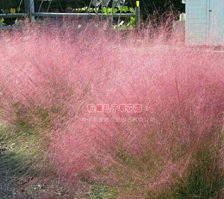 粉黛乱子草花海 花镜 花径 基地 价格 批发 粉黛种苗 小苗 种子