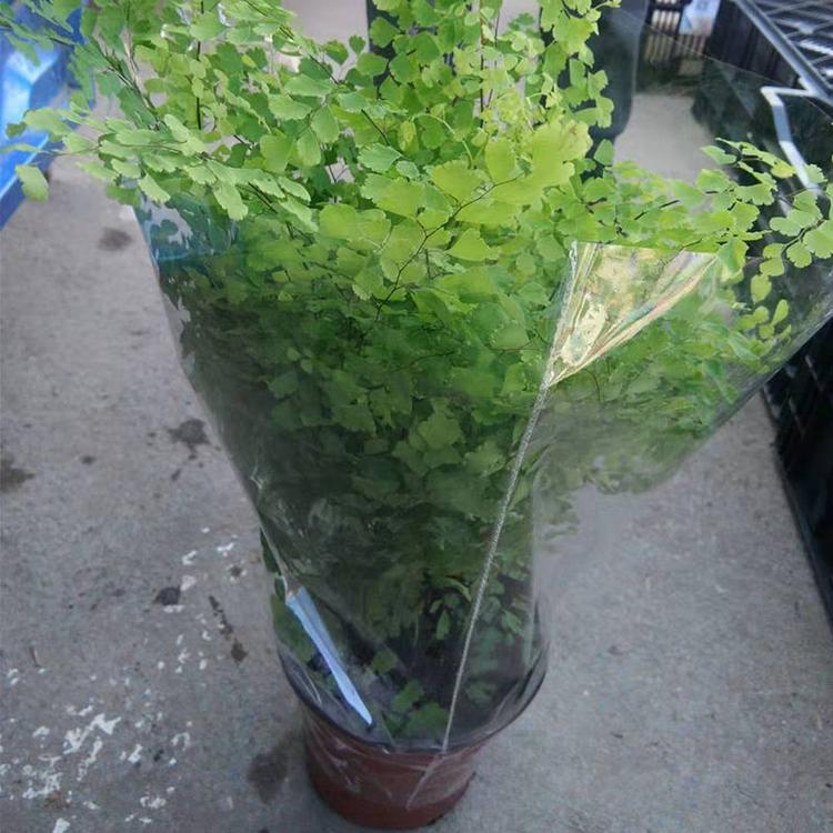 铁线蕨培育基地 山东铁线蕨供应商_凯洋花卉