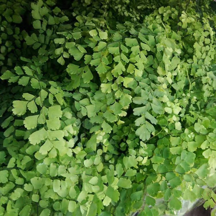 铁线蕨种植基地 山东铁线蕨供应商_凯洋花卉