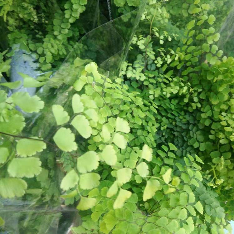 铁线蕨批发价格 山东铁线蕨供应商_凯洋花卉