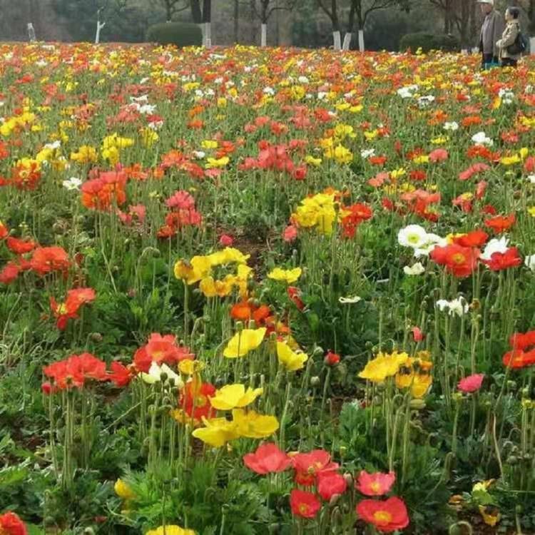 山东生产小苗种植虞美人小苗基地批发虞美人小苗